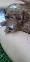 Golden Doodle Puppies for sale in Chicago Ridge, IL, USA. price: $1,300