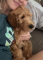 Golden Doodle Puppies for sale in Harleysville, PA 19438, USA. price: $500