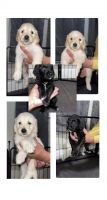 Golden Doodle Puppies for sale in Colorado Springs, CO, USA. price: $1,000