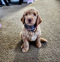 Golden Doodle Puppies for sale in Plant City, FL, USA. price: $1,200