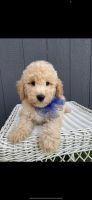 Golden Doodle Puppies for sale in Houston, TX 77095, USA. price: $900