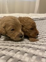 Golden Doodle Puppies for sale in Bountiful, UT 84010, USA. price: $800