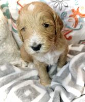 Golden Doodle Puppies for sale in Queen Creek, AZ, USA. price: $1,250