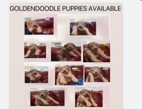 Golden Doodle Puppies for sale in New York, NY, USA. price: $1,200