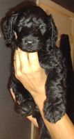 Golden Doodle Puppies for sale in Moore, OK, USA. price: $400