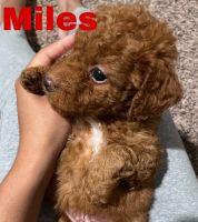 Golden Doodle Puppies for sale in Dallas, TX, USA. price: NA