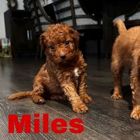 Golden Doodle Puppies for sale in Dallas, TX, USA. price: NA