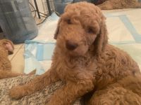 Golden Doodle Puppies for sale in Chandler, AZ, USA. price: $1,800