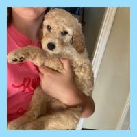 Golden Doodle Puppies for sale in Winchester, TN 37398, USA. price: $1,200