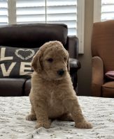 Golden Doodle Puppies for sale in Fontana, CA, USA. price: $800