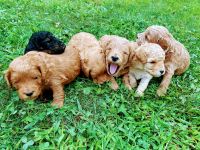 Golden Doodle Puppies for sale in East Canton, OH 44730, USA. price: $1,295