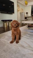 Golden Doodle Puppies for sale in Studio City, Los Angeles, CA, USA. price: $3,500