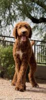 Golden Doodle Puppies for sale in Rancho Cucamonga, CA, USA. price: NA