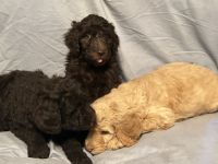 Golden Doodle Puppies for sale in Bowling Green, KY, USA. price: $750