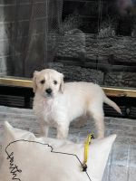 Golden Doodle Puppies for sale in Aiken County, SC, USA. price: $1,000