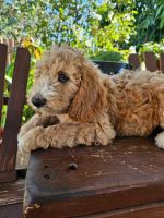 Golden Doodle Puppies for sale in Fontana, CA, USA. price: $1,300