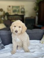 Golden Doodle Puppies for sale in Provo, UT, USA. price: $2,000