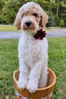 Golden Doodle Puppies for sale in Perry, GA, USA. price: $875