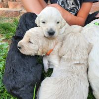 Golden Doodle Puppies for sale in Centennial, CO, USA. price: $2,000
