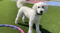 Golden Doodle Puppies for sale in 9687 W Keyser Dr, Peoria, AZ 85383, USA. price: $1,500