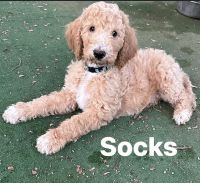 Golden Doodle Puppies for sale in Mesa, AZ, USA. price: $1,200