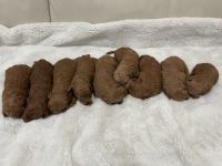 Golden Doodle Puppies for sale in Portland, OR, USA. price: $3,500
