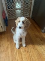 Golden Doodle Puppies for sale in Chicago, IL 60608, USA. price: $1,600