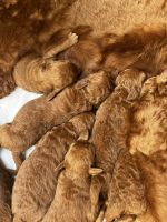 Golden Doodle Puppies for sale in Hernando, MS, USA. price: $1,300