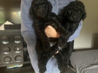 Golden Doodle Puppies for sale in Gig Harbor, WA, USA. price: $1,000