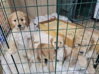 Golden Doodle Puppies for sale in Winlock, WA 98596, USA. price: $100,000