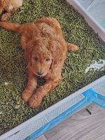 Golden Doodle Puppies for sale in Oak Harbor, WA 98277, USA. price: $2,200