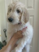 Golden Doodle Puppies for sale in Utah Park, Aurora, CO 80012, USA. price: $450