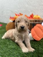 Golden Doodle Puppies for sale in Homestead, FL, USA. price: $1,800