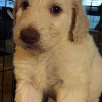 Golden Doodle Puppies for sale in Katy, TX, USA. price: $2,500