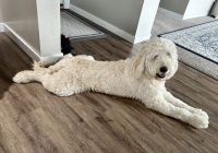 Golden Doodle Puppies for sale in Meridian, ID, USA. price: $1,500
