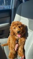 Golden Doodle Puppies for sale in Provo, UT, USA. price: $3,000