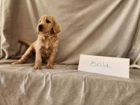 Golden Doodle Puppies for sale in High Point, NC, USA. price: $1,000