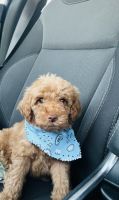 Golden Doodle Puppies for sale in Madison, TN 37115, USA. price: $2,500