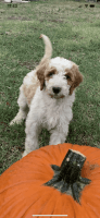 Golden Doodle Puppies for sale in Pomona, CA 91768, USA. price: $875