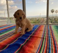 Golden Doodle Puppies for sale in Sylmar, Los Angeles, CA, USA. price: $850