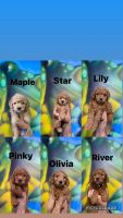 Golden Doodle Puppies for sale in Covina, CA 91722, USA. price: $1,500