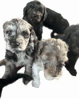 Golden Doodle Puppies for sale in Inglewood, CA, USA. price: NA