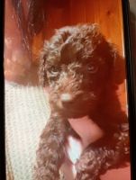 Golden Doodle Puppies for sale in Brownsville, TN 38012, USA. price: $300