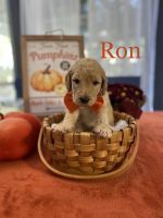 Golden Doodle Puppies for sale in Richmond, TX 77406, USA. price: $2,000