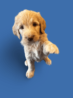 Golden Doodle Puppies for sale in Mesa, AZ, USA. price: $700