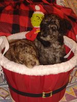 Golden Doodle Puppies for sale in Gibsonville, NC, USA. price: $1,000