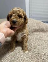 Golden Doodle Puppies for sale in Lexington, KY, USA. price: $800
