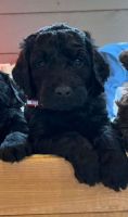 Golden Doodle Puppies for sale in North Bay, ON, Canada. price: $800