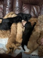 Golden Doodle Puppies for sale in Manchester, KY 40962, USA. price: $700