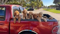 Golden Doodle Puppies for sale in Downey, CA, USA. price: $750